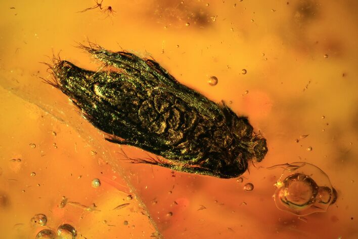 Detailed Fossil Male Oak Flower In Baltic Amber #93866